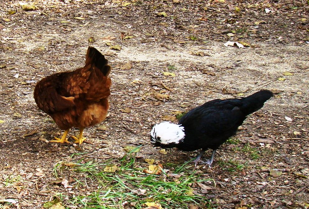 If it tastes like a&nbsp;chicken…